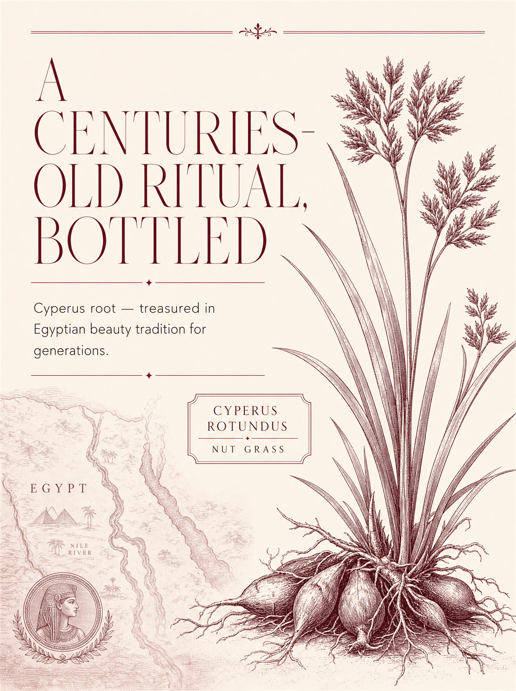 Cyperus root — a heritage botanical